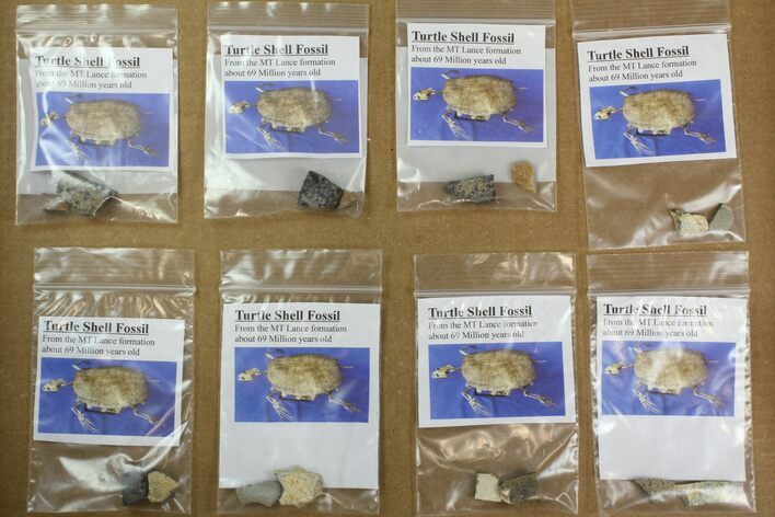 Lot: Bagged Fossil Turtle Shell Fragments - Pieces #138127
